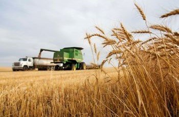 An image showing a Gendio weighbridge in use for grain storage and handling, highlighting its effectiveness in agricultural operations.